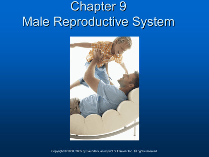 Chapter 41 urology and male reproduction