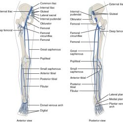 Label the veins of the lower limb