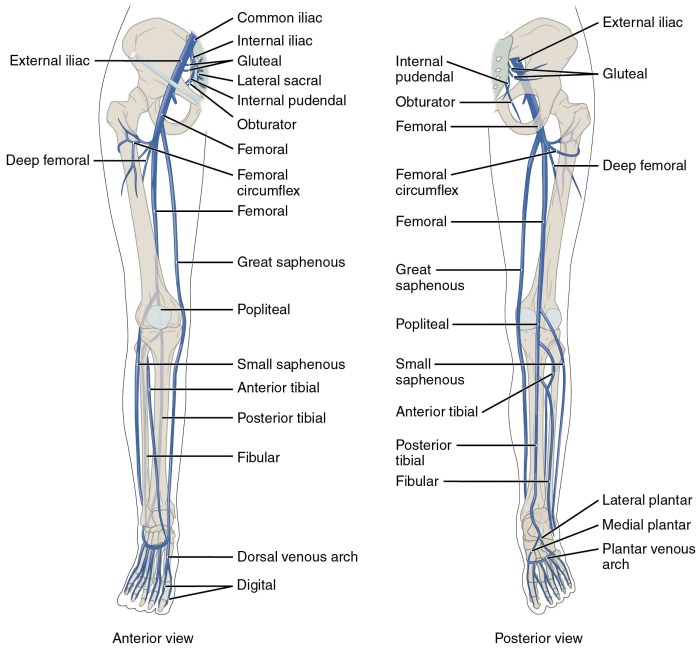 Label the veins of the lower limb