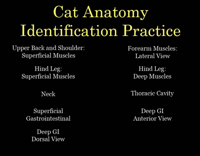 Cat dissection worksheet answer key