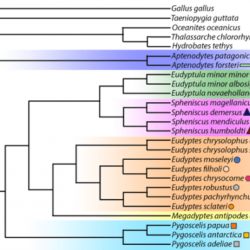 Penguin phylogenetic trees answer key