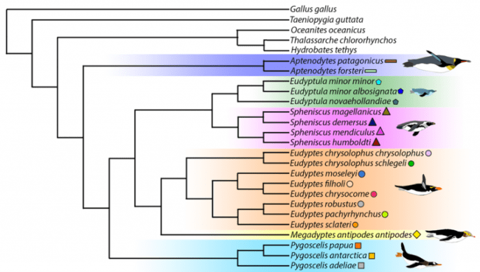 Penguin phylogenetic trees answer key