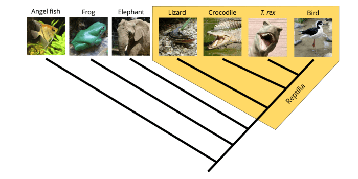 Penguin phylogenetic trees answer key