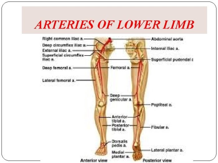 Label the veins of the lower limb