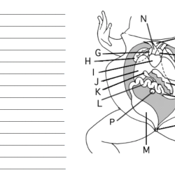 Cat dissection worksheet answer key