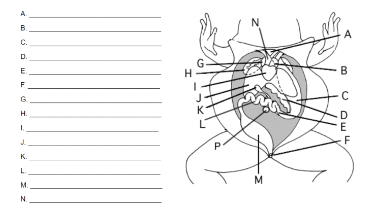 Cat dissection worksheet answer key