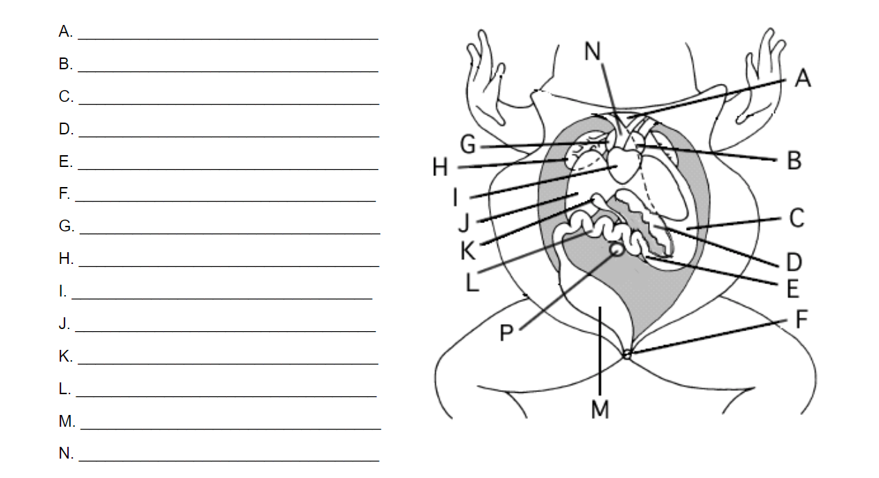 Cat dissection worksheet answer key