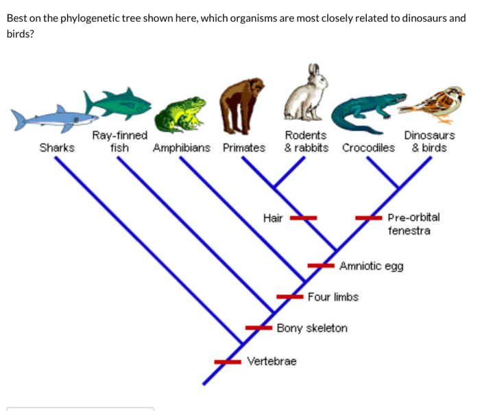 Cladogram worksheet phylogenetic biology ap clade