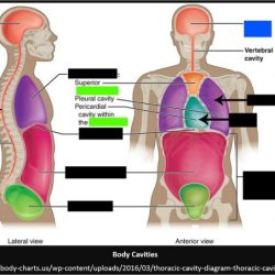 Cavities body anatomy language